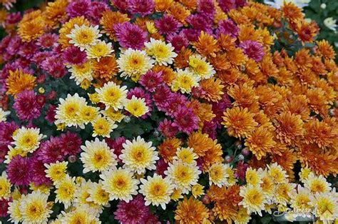 Mum Flower Garden How To Grow And Take Care Of Mums And Keeping Garden