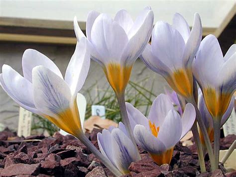 Spring Blooming Crocus Pacific Bulb Society
