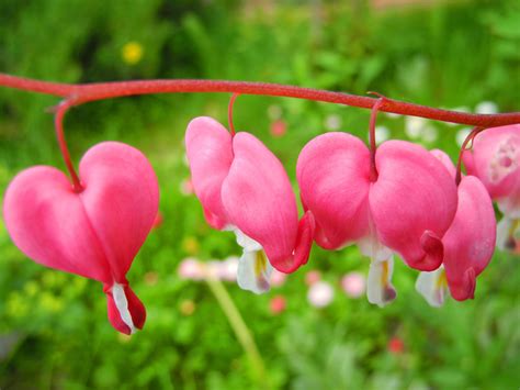 Can one conceive of any reason for a flower's beauty excepting our ability to enjoy their exquisite splendor? In the garden of beautiful flowers bleeding heart ...