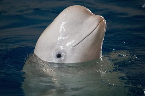Beluga Whales Get Ready For Iceland Sanctuary Discover
