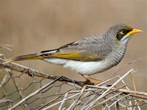 Yellow Throated Miner Ebird Australia Yellow Eyes Bird Species Yellow