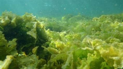 Shocked Scientists Say Climate Change Isnt Causing A Sea Algae Crisis