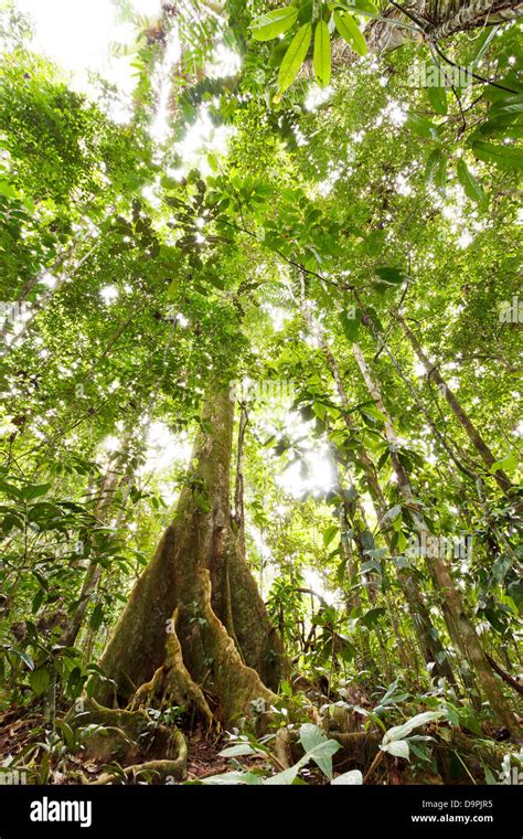 Buttress Ecuador Forest Giant Green Large Neotropical Buttressed Roots