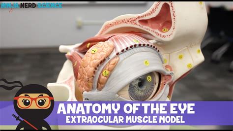 Special Senses Anatomy Of The Eye With Extraocular