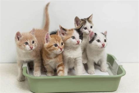 How Many Kittens Are Born In A Litter Average Litter Sizes