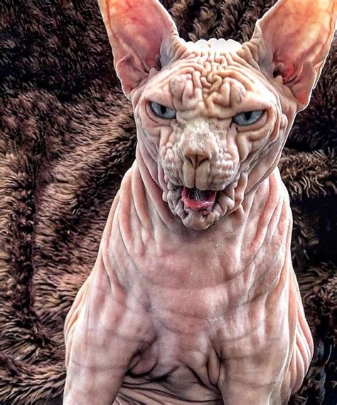 A Hairless Cat Sitting On Top Of A Bed