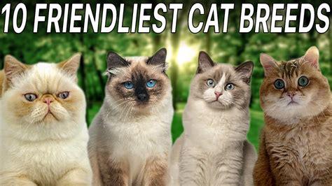 Top 10 Friendliest Cat Breeds Top 10 Wizard Youtube