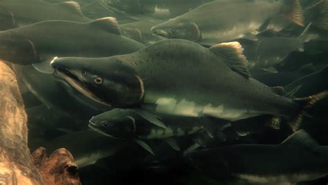 Large Schools Of Salmon Swimming During The Migration Image Free