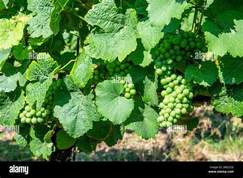 Moravia Vineyard Hi Res Stock Photography And Images Alamy
