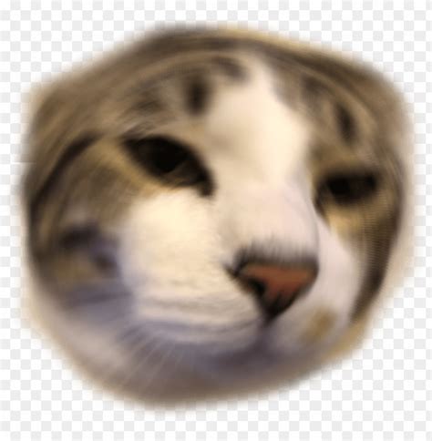 Free Download Hd Png Other Emoji Discord Emoji Png Anime Cat Discord