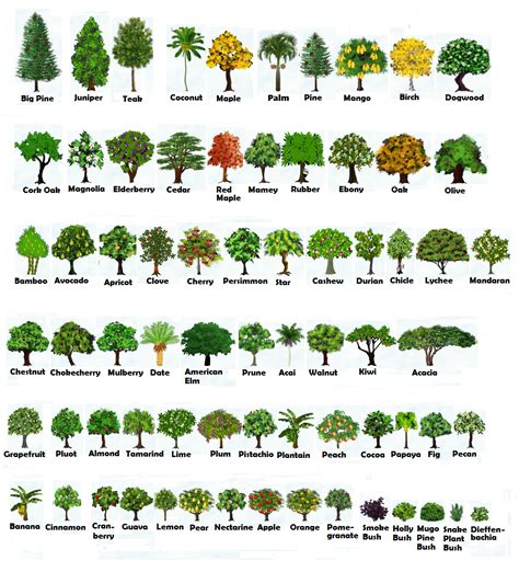 Chop And Shake Trees Height And Growth Tree Identification Trees To