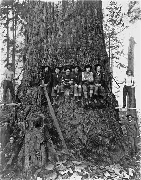Big Tree Ancient Tree Old Trees Vintage Tree
