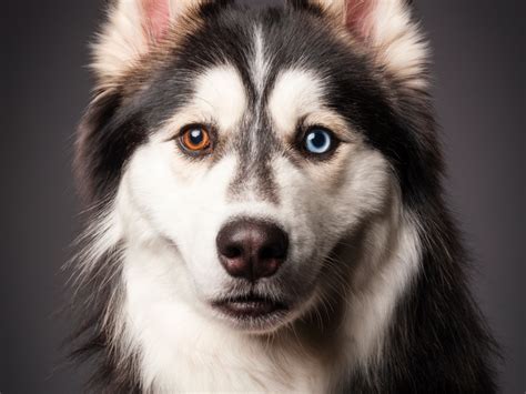 Beautiful Animal Eyes In The Most Captivating Photos