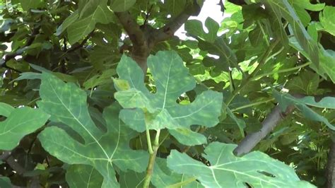Hello ,is this fig mosaic virus ?? Fig Mosaic Virus - YouTube