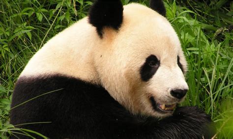 Giant Panda Conservation Interview With Wwf Conjour Report