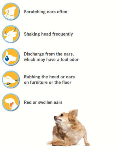 3 Article Of Otitis Media In Dogs Treatment New Update
