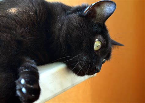 Free Images View Animal Cute Thinking Pet Fur Black Cat