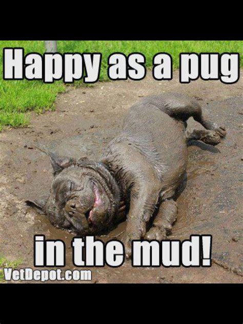 The Best 6 Pug Memes Dirty - dupletcoukpics