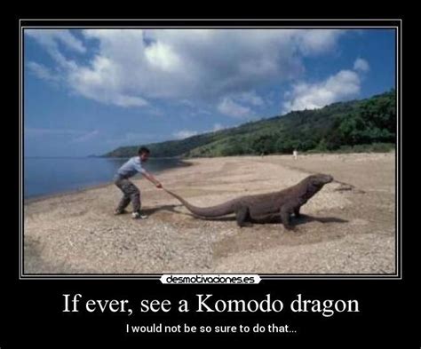 Pin By Francis Lyons On Goodies N Funnies Komodo Dragon Im Awesome