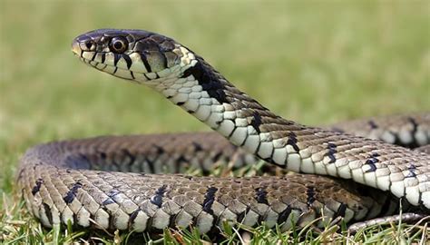 The Ultimate Guide To Grass Snakes DIY Garden