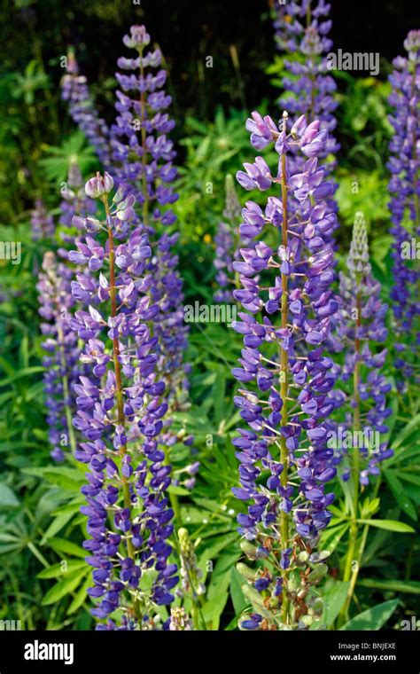 Lupin Lupine Flower Lupinus Polyphyllis Hi Res Stock Photography And