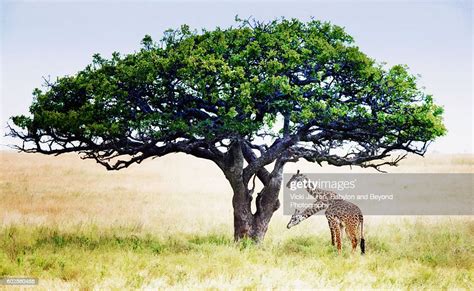 Two Headed Giraffe Under Acacia Tree In Serengeti National Park
