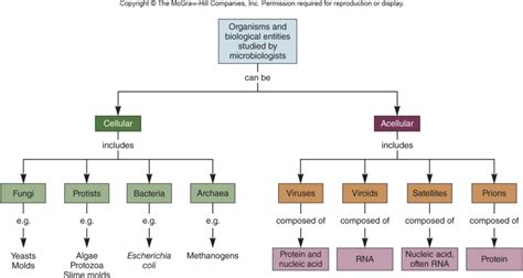 Chapter 1 The Evolution Of Microorganisms And Microbiology Diagram