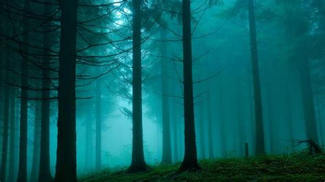Teal Forest Places Pinterest Turquoise Forests And Forest Wallpaper