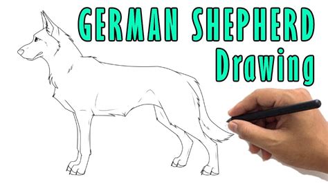 How To Draw A German Shepherd Drawing Step By Step Easy German