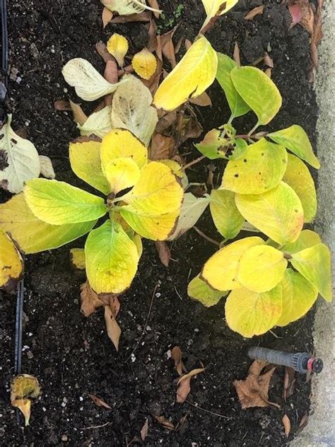 Please Help Hydrangea Leaves Yellowing And Dying In The Hydrangeas Forum