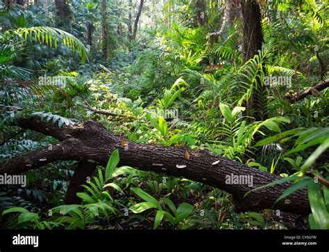 Palms And Lush Vegetation In Tropical Monsoon Forest Fogg Dam