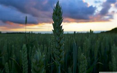 Wheat Sunset Field