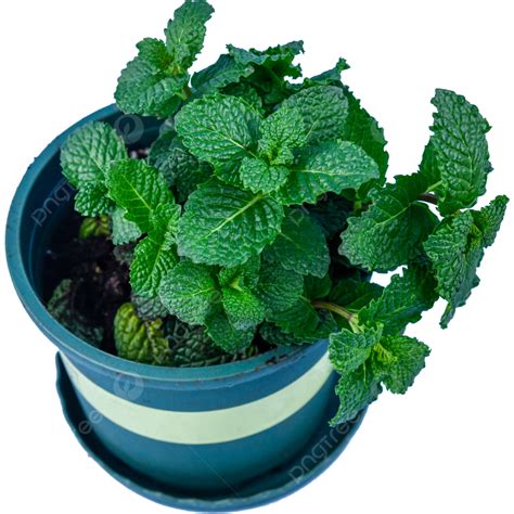 Mint Flower Pot Plants Mint Green Plant Png Transparent Image And