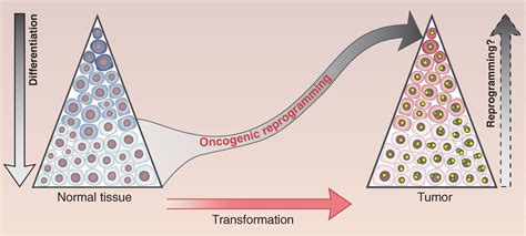 Epigenetic Reprogramming In Cancer Science