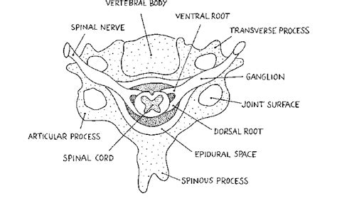 Schematic Drawing Transverse Section Of The Cervical Vertebra With