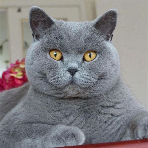 ️ ️ ️ Cute Cats Cats And Kittens British Blue Cat