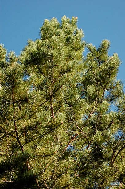 Best Red Pine Tree Stock Photos Pictures And Royalty Free Images Istock