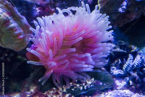 White And Pink Sea Anemone Animal Flower In An Aquatic Underwater Sea