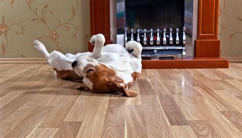 With love from brushy mountain. The best floors for your pet and your home