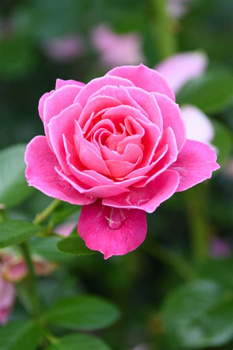 Pink Rose In Bloom · Free Stock Photo In 2021 Rose Flowers