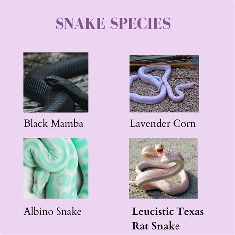 Snake Snakes Are Elongated Limbless Carnivorous Reptiles Of The