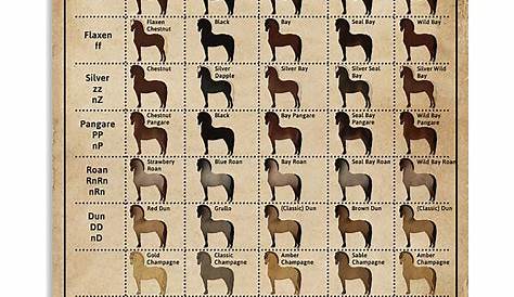 horse color genetics chart