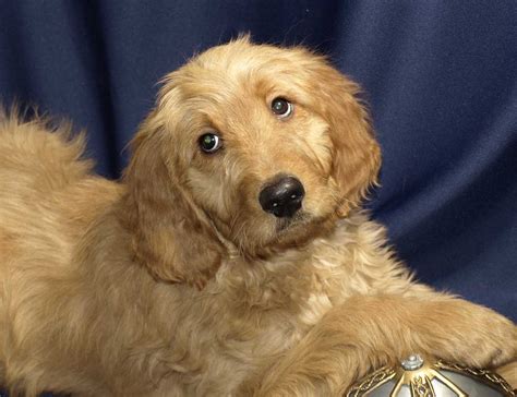 Looking for a goldendoodle puppy for sale? Goldendoodle Puppies for Sale