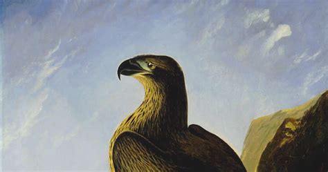 Shukernature Washingtons Eagle And Other Giant Mystery Eagles Of