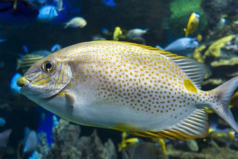 Yellow Spot Rabbitfish Siganus Guttatus Tropical Sea Fish Stock Photo