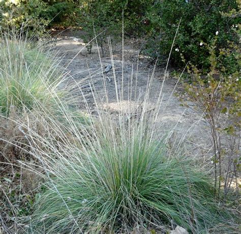 Drought Tolerant Plants For California Bay Area Garden