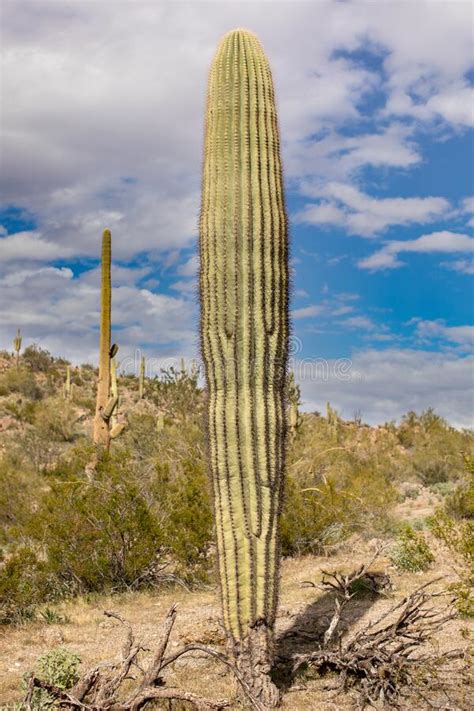 Young Saguaro Cactus In A Sonoran Desert Landscape Stock Photo Image