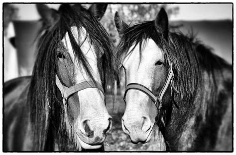 Royalty Free Photo Grayscale Photo Of Two Horses Pickpik