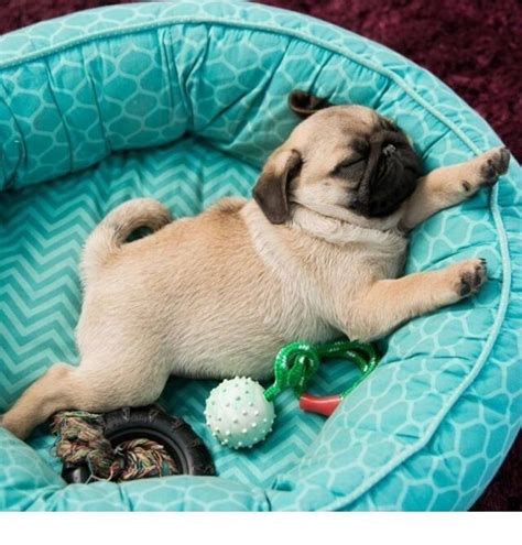 Check spelling or type a new query. ^^Read more about teacup pug puppies for sale. Please ...