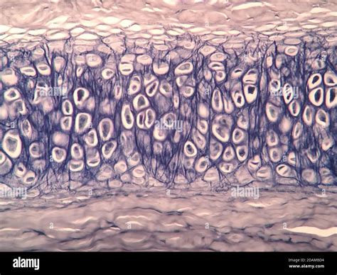 Human Cartilage Light Micrograph Stock Photo Alamy